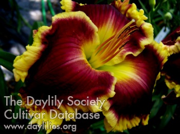 Daylily Flame of Gascone